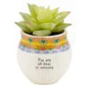 Natural Life Faux Succulent All Kinds Of Amazing Mini Planter, 2" -Home Improvement Store All Kinds of Amazing Mini Planter With Faux Succulent PLNT083 01